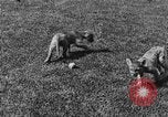 Image of lion cubs Petaluma California USA, 1929, second 17 stock footage video 65675050356