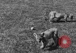 Image of lion cubs Petaluma California USA, 1929, second 18 stock footage video 65675050356