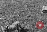 Image of lion cubs Petaluma California USA, 1929, second 19 stock footage video 65675050356
