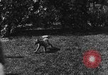 Image of lion cubs Petaluma California USA, 1929, second 23 stock footage video 65675050356