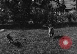 Image of lion cubs Petaluma California USA, 1929, second 34 stock footage video 65675050356
