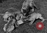 Image of lion cubs Petaluma California USA, 1929, second 35 stock footage video 65675050356