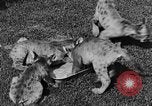 Image of lion cubs Petaluma California USA, 1929, second 36 stock footage video 65675050356
