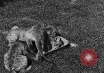 Image of lion cubs Petaluma California USA, 1929, second 37 stock footage video 65675050356