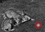 Image of lion cubs Petaluma California USA, 1929, second 38 stock footage video 65675050356