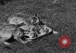 Image of lion cubs Petaluma California USA, 1929, second 39 stock footage video 65675050356