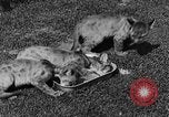 Image of lion cubs Petaluma California USA, 1929, second 40 stock footage video 65675050356