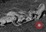 Image of lion cubs Petaluma California USA, 1929, second 41 stock footage video 65675050356