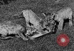 Image of lion cubs Petaluma California USA, 1929, second 42 stock footage video 65675050356