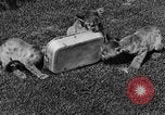 Image of lion cubs Petaluma California USA, 1929, second 43 stock footage video 65675050356