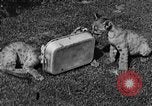 Image of lion cubs Petaluma California USA, 1929, second 44 stock footage video 65675050356