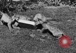 Image of lion cubs Petaluma California USA, 1929, second 45 stock footage video 65675050356