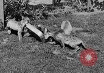 Image of lion cubs Petaluma California USA, 1929, second 46 stock footage video 65675050356