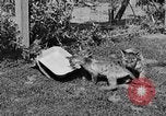 Image of lion cubs Petaluma California USA, 1929, second 47 stock footage video 65675050356