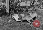 Image of lion cubs Petaluma California USA, 1929, second 48 stock footage video 65675050356