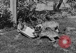 Image of lion cubs Petaluma California USA, 1929, second 49 stock footage video 65675050356