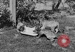 Image of lion cubs Petaluma California USA, 1929, second 50 stock footage video 65675050356
