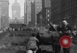Image Traite une vache à New York New York City USA, 1929, de la seconde 1 séquences d'archives historiques vidéo 65675050358
