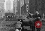 Image Traite une vache à New York New York City USA, 1929, de la seconde 4 séquences d'archives historiques vidéo 65675050358