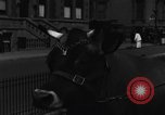 Image Traite une vache à New York New York City USA, 1929, de la seconde 24 séquences d'archives historiques vidéo 65675050358