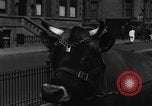 Image Traite une vache à New York New York City USA, 1929, de la seconde 26 séquences d'archives historiques vidéo 65675050358