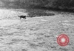 Standbild Fang den Fisch Hund Washington State United States USA, 1929, aus Sekunde 13 historischem Filmmaterial Videoclip 65675050359