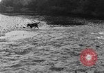 Standbild Fang den Fisch Hund Washington State United States USA, 1929, aus Sekunde 17 historischem Filmmaterial Videoclip 65675050359