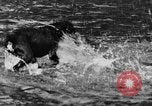 Standbild Fang den Fisch Hund Washington State United States USA, 1929, aus Sekunde 19 historischem Filmmaterial Videoclip 65675050359