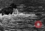 Standbild Fang den Fisch Hund Washington State United States USA, 1929, aus Sekunde 20 historischem Filmmaterial Videoclip 65675050359