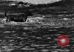 Standbild Fang den Fisch Hund Washington State United States USA, 1929, aus Sekunde 23 historischem Filmmaterial Videoclip 65675050359