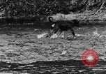 Standbild Fang den Fisch Hund Washington State United States USA, 1929, aus Sekunde 27 historischem Filmmaterial Videoclip 65675050359