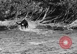 Standbild Fang den Fisch Hund Washington State United States USA, 1929, aus Sekunde 30 historischem Filmmaterial Videoclip 65675050359