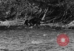 Standbild Fang den Fisch Hund Washington State United States USA, 1929, aus Sekunde 31 historischem Filmmaterial Videoclip 65675050359