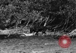 Standbild Fang den Fisch Hund Washington State United States USA, 1929, aus Sekunde 32 historischem Filmmaterial Videoclip 65675050359