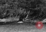 Standbild Fang den Fisch Hund Washington State United States USA, 1929, aus Sekunde 33 historischem Filmmaterial Videoclip 65675050359