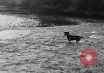 Standbild Fang den Fisch Hund Washington State United States USA, 1929, aus Sekunde 37 historischem Filmmaterial Videoclip 65675050359