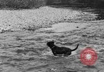 Standbild Fang den Fisch Hund Washington State United States USA, 1929, aus Sekunde 41 historischem Filmmaterial Videoclip 65675050359