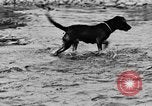 Standbild Fang den Fisch Hund Washington State United States USA, 1929, aus Sekunde 42 historischem Filmmaterial Videoclip 65675050359