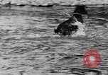 Standbild Fang den Fisch Hund Washington State United States USA, 1929, aus Sekunde 43 historischem Filmmaterial Videoclip 65675050359