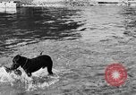 Standbild Fang den Fisch Hund Washington State United States USA, 1929, aus Sekunde 46 historischem Filmmaterial Videoclip 65675050359
