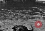 Standbild Fang den Fisch Hund Washington State United States USA, 1929, aus Sekunde 48 historischem Filmmaterial Videoclip 65675050359