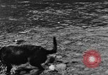 Standbild Fang den Fisch Hund Washington State United States USA, 1929, aus Sekunde 49 historischem Filmmaterial Videoclip 65675050359