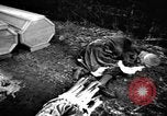 Immagine di Assassinato belgi Stavelot Belgio, 1944, secondo 15 filmato di repertorio 65675050383