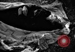 Immagine di Assassinato belgi Stavelot Belgio, 1944, secondo 29 filmato di repertorio 65675050383