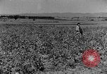 Image pré-agriculture mécanistes Chine, 1938, de la seconde 17 séquences d'archives historiques vidéo 65675050386