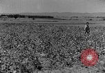 Image pré-agriculture mécanistes Chine, 1938, de la seconde 19 séquences d'archives historiques vidéo 65675050386