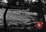 Image pré-agriculture mécanistes Chine, 1938, de la seconde 32 séquences d'archives historiques vidéo 65675050386