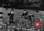 Image pré-agriculture mécanistes Chine, 1938, de la seconde 37 séquences d'archives historiques vidéo 65675050386