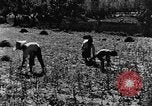 Image pré-agriculture mécanistes Chine, 1938, de la seconde 38 séquences d'archives historiques vidéo 65675050386