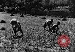 Image pré-agriculture mécanistes Chine, 1938, de la seconde 39 séquences d'archives historiques vidéo 65675050386